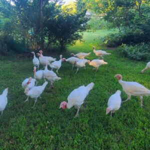 Broad Breasted White Turkeys