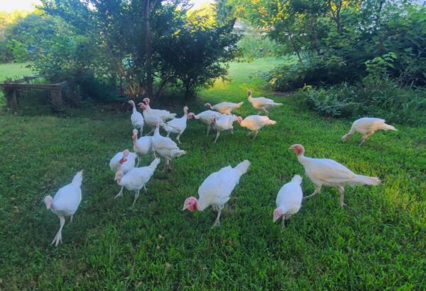 Broad Breasted White Turkeys