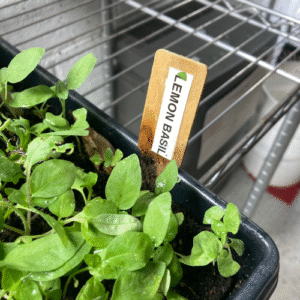 Basil