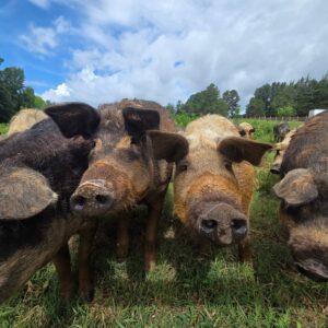 Mangalitsa Pigs (25 @ $375/pig)