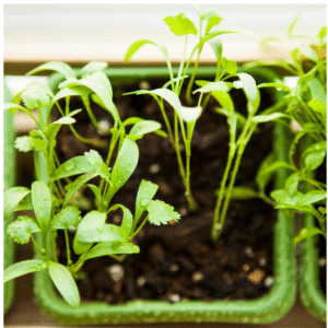 Cilantro