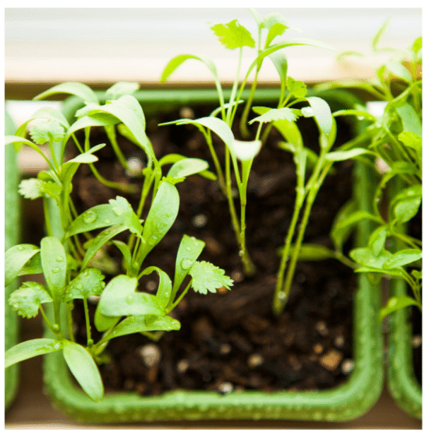 Cilantro