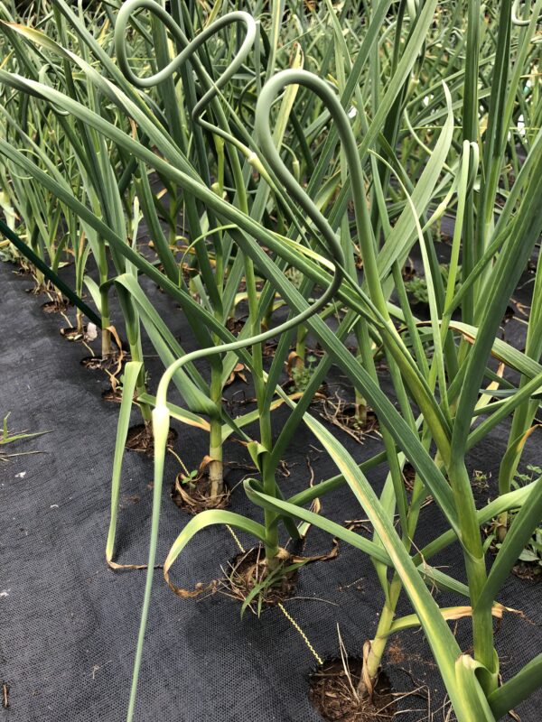 Garlic Scape Powder