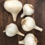 Garlic