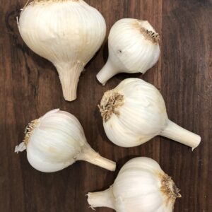 Garlic