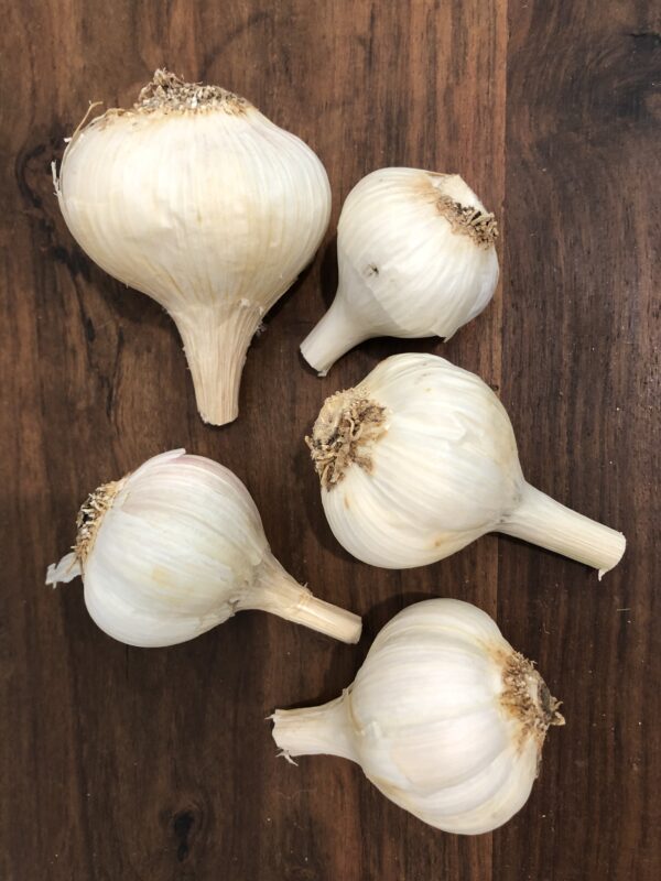 Garlic
