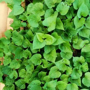 Sweet Potatoes - READY LATE OCTOBER