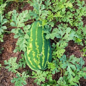 Seeded Watermelon - COMING SOON