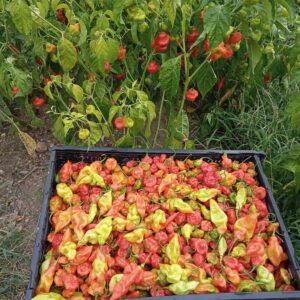Caribbean Flavor peppers