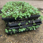 Broccoli Microgreens