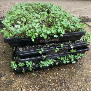 Broccoli Microgreens