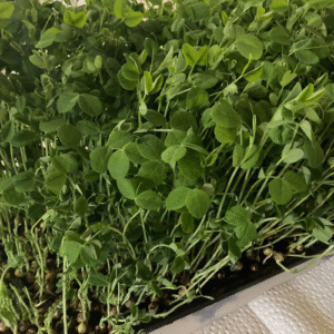 Premium Microgreen Trays ($25 per 1020 tray)