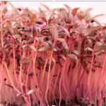 Red Garnet Amaranth
