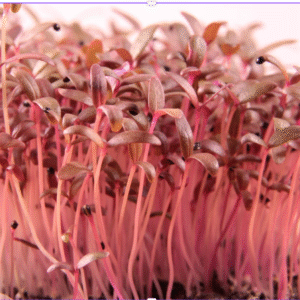Red Garnet Amaranth