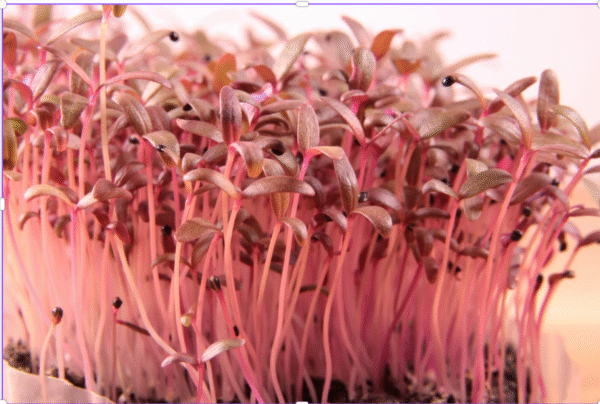 Red Garnet Amaranth