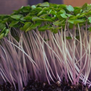 Kale Microgreens (one 3-4 oz box)