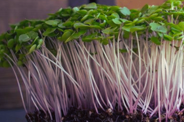Kale Microgreens (one 3-4 oz box)