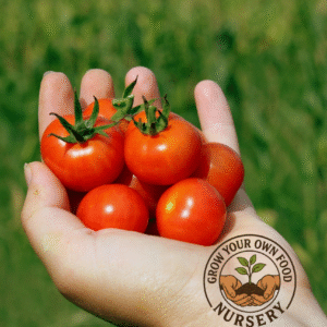 Tommy Toe Heirloom Cherry Tomato Live Non GMO Plant