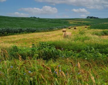 Iowa farmland auction