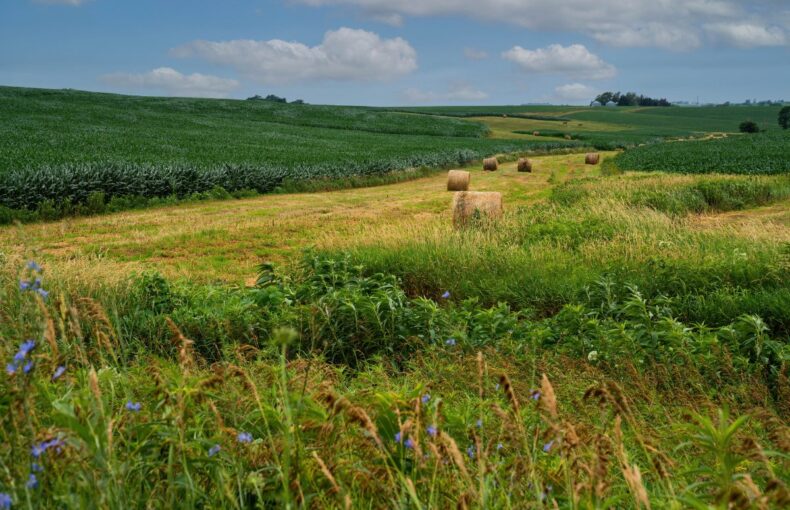 Iowa farmland auction