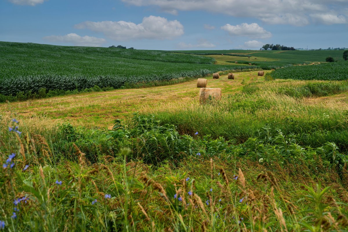Iowa farmland auction