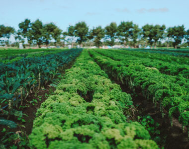 benefits of shopping local farms