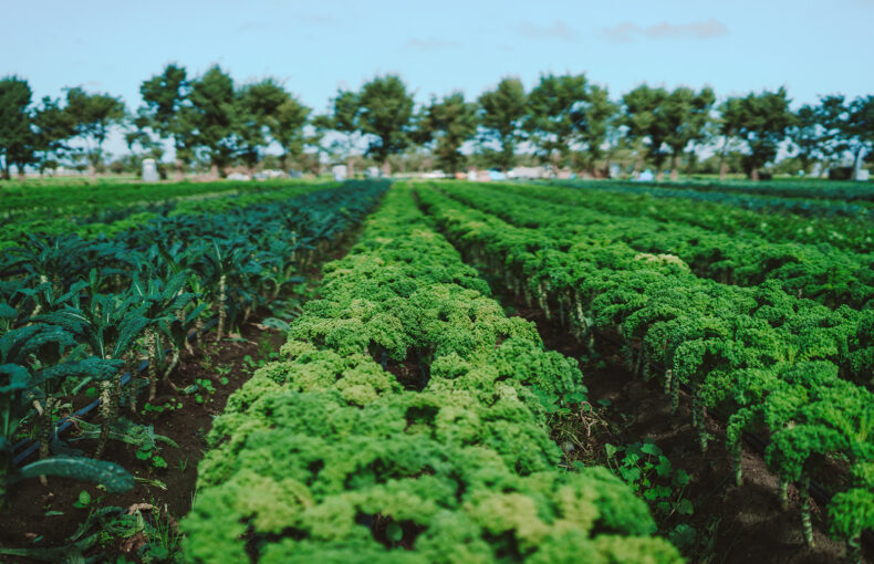 benefits of shopping local farms