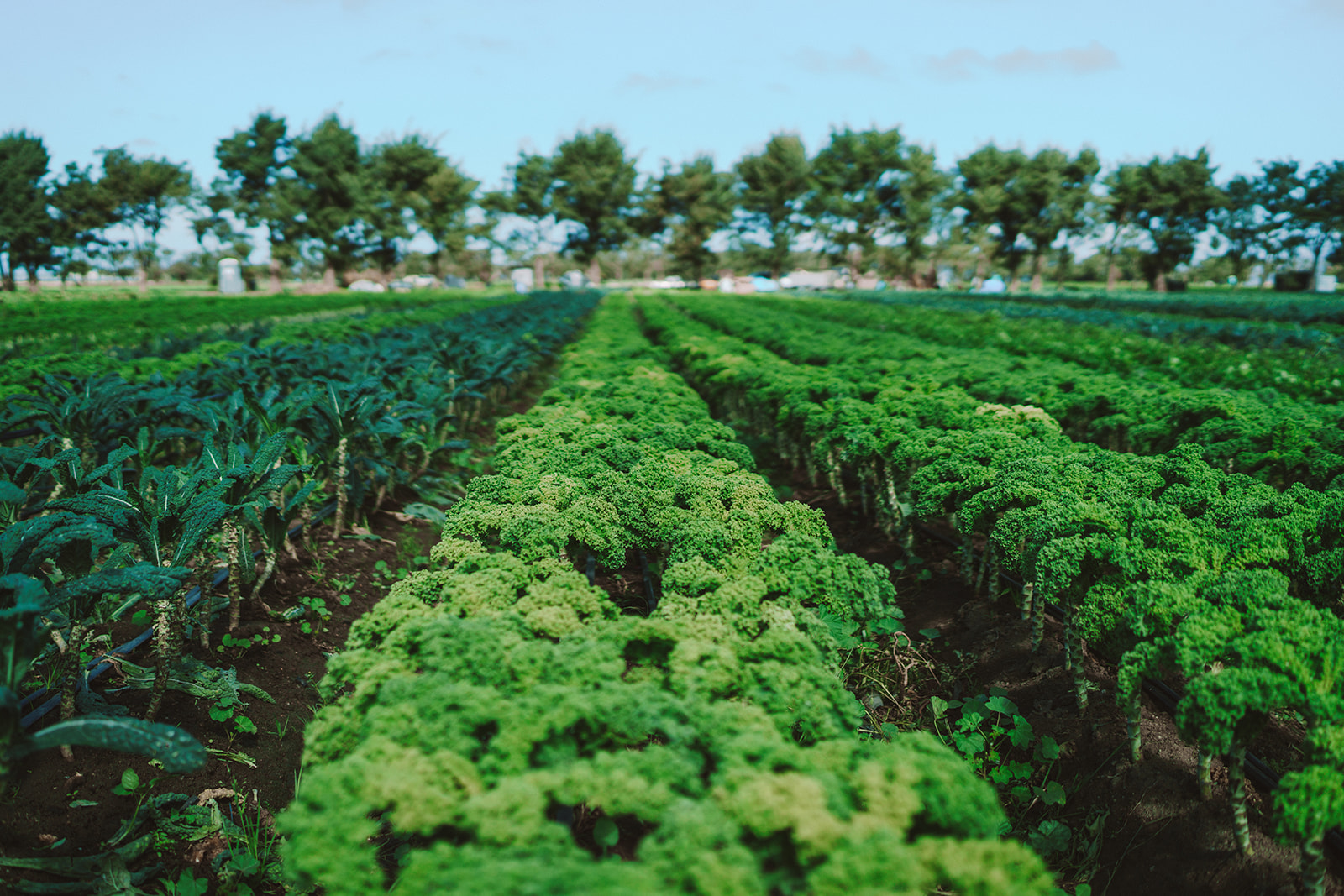 benefits of shopping local farms