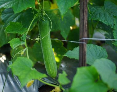 When is my produce ripe