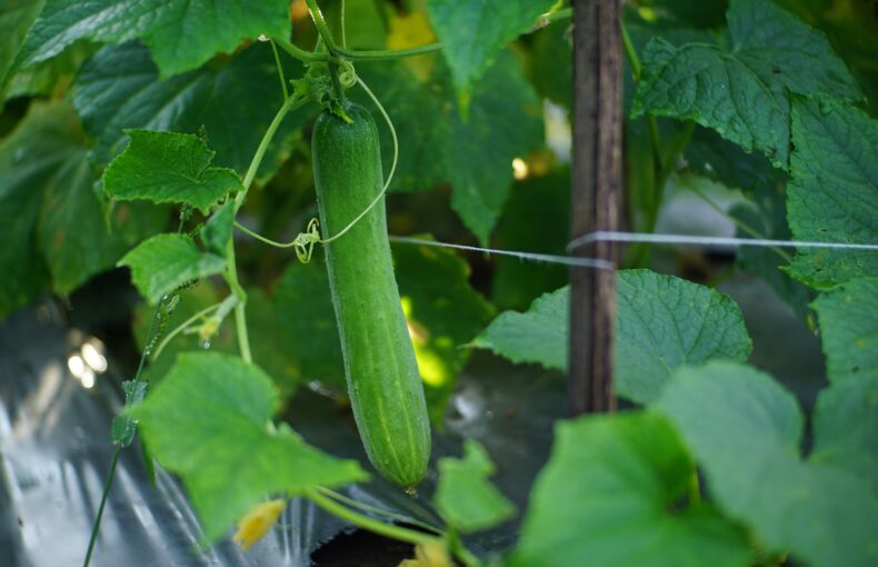 When is my produce ripe