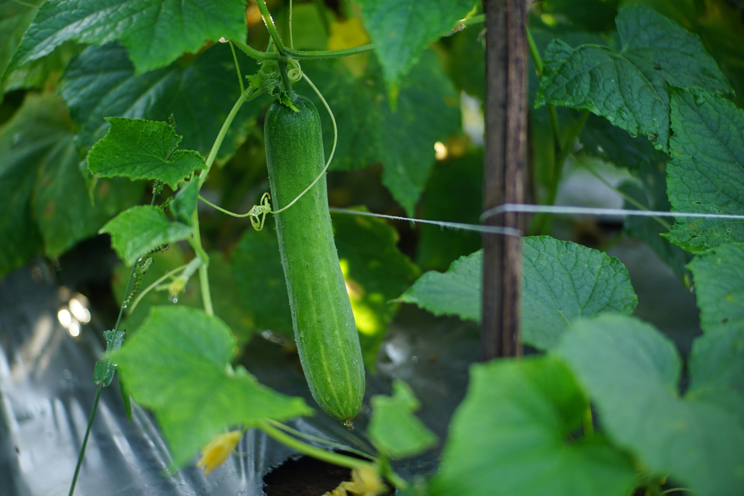 When is my produce ripe