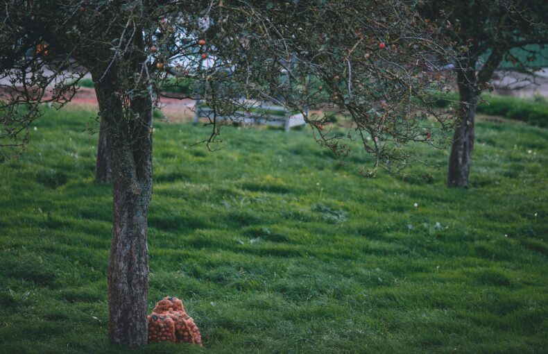 Fall Farm Activities