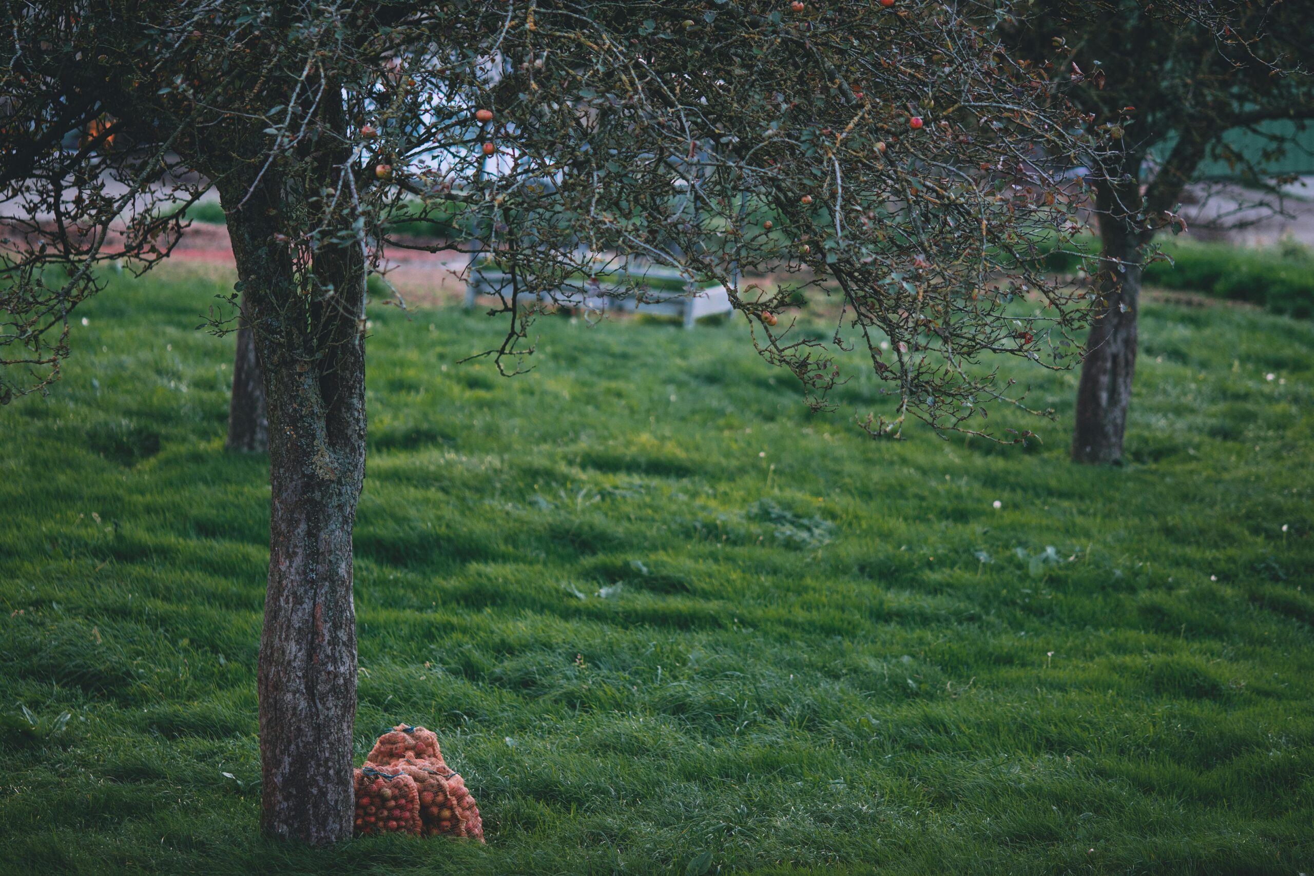 Fall Farm Activities