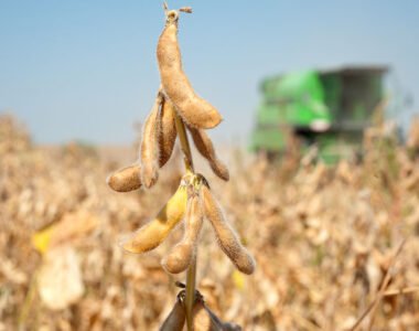 soybean export crisis