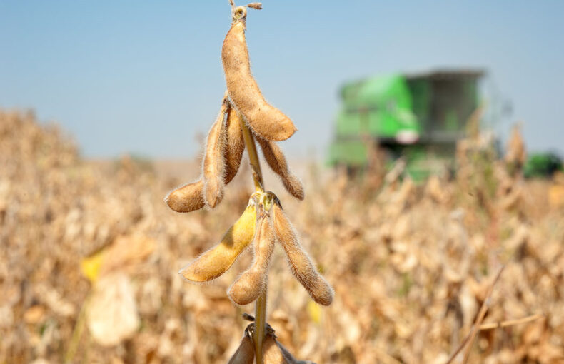 soybean export crisis