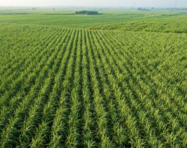 sugarcane demand