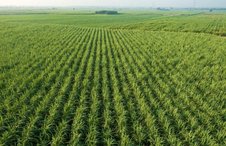 sugarcane demand