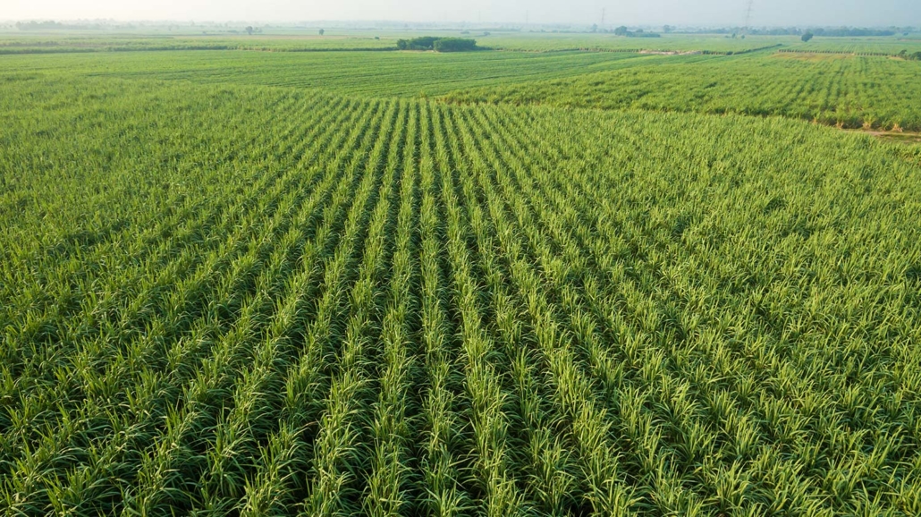 sugarcane demand
