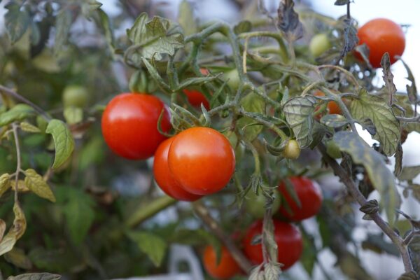 Tommy Toe Heirloom Cherry Tomato Live Non GMO Plant