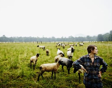 livestock relief
