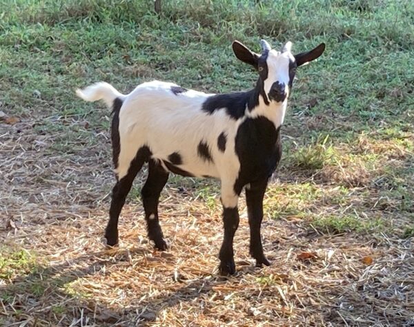 Female Myotonic Goat (Fainting Goat) Weanlings for Sale