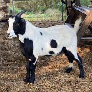 Male Myotonic Goat (Fainting Goat) Weanlings for Sale