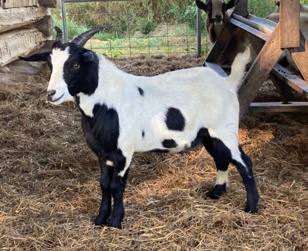 Male Myotonic Goat (Fainting Goat) Weanlings for Sale