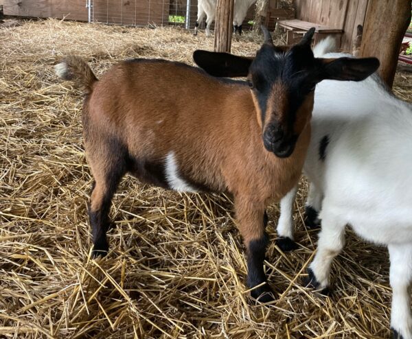 Female Myotonic Goat (Fainting Goat) Weanlings for Sale