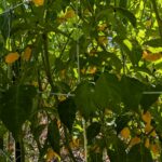 Exotic Peppers
