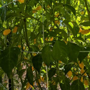 Exotic Peppers