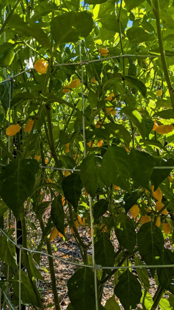 Exotic Peppers