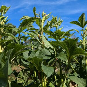 Burmese Okra