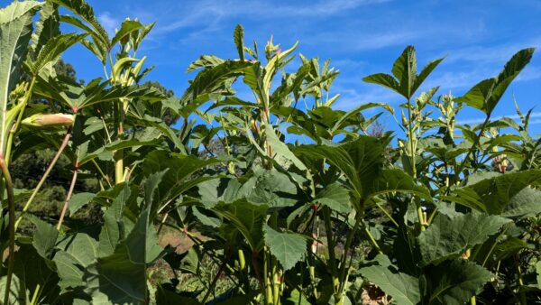 Burmese Okra