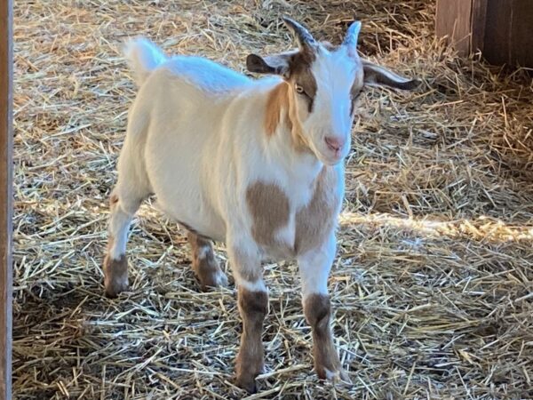 Male Myotonic Goat (Fainting Goat) Weanlings for Sale